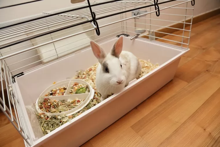 Cage pour lapin, Pollestres, Cash Graines