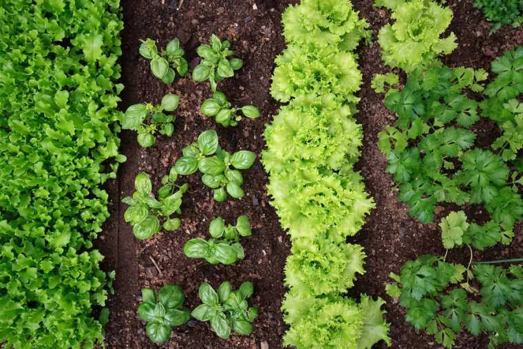Graine pour potager, Pollestres, Cash Graines