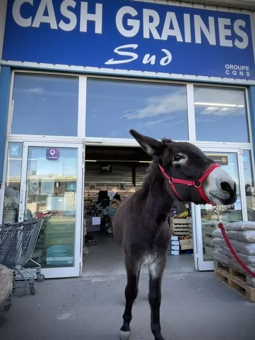 « Venez comme vous êtes », Pollestres, Cash Graines