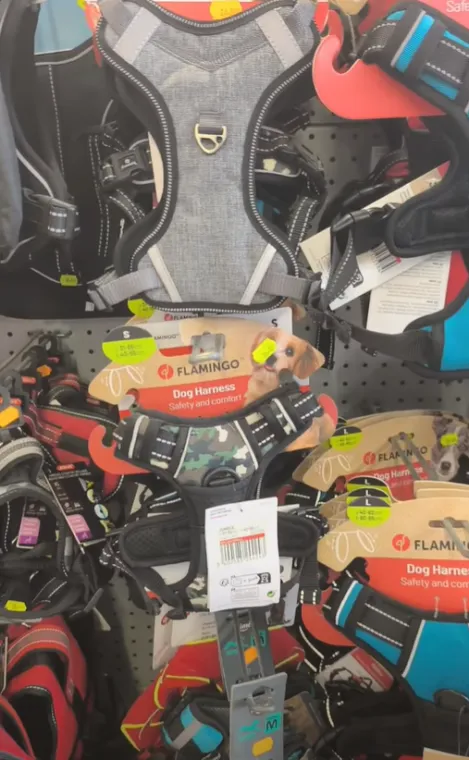 Harnais pour chien à Perpignan, Pollestres, Cash Graines