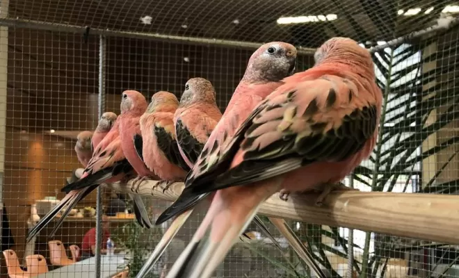 Nos cages pour oiseaux, Pollestres, Cash Graines