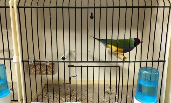 Nos cages pour oiseaux, Pollestres, Cash Graines