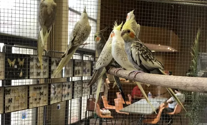 Nos cages pour oiseaux, Pollestres, Cash Graines