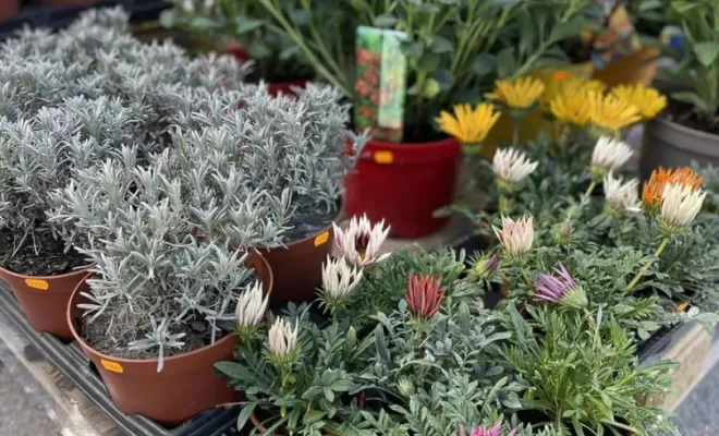 Plantes pour jardins, Pollestres, Cash Graines