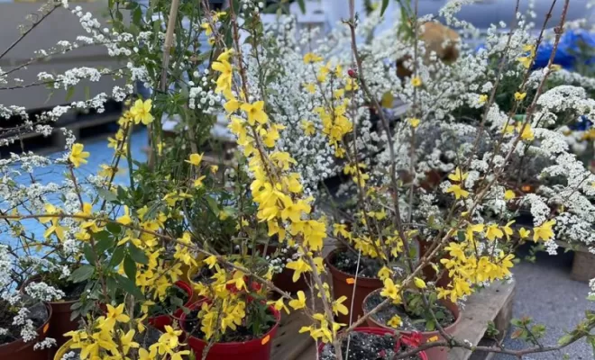 Plantes pour jardins, Pollestres, Cash Graines