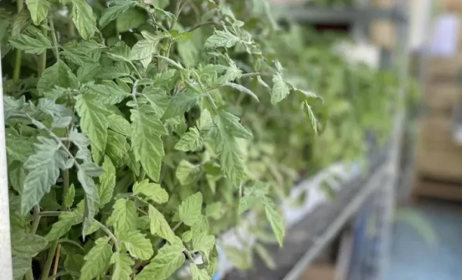 Plantes pour jardins, Pollestres, Cash Graines