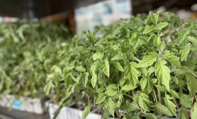 Plantes pour jardins, Pollestres, Cash Graines